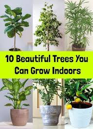 10 Beautiful Trees You Can Grow Indoors Tall Indoor Plants House Plants Indoor Inside Plants