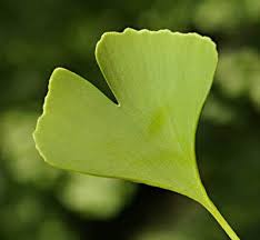 Only One Of The World S Most Beautiful Leaves The Supremely Designed Ginkgo Biloba Leaf Baumschule Ginkgo Garten