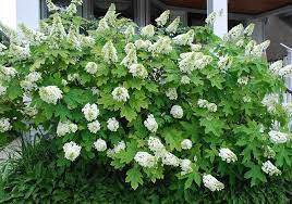 Oak Leaf Hydrangeas Flowers Can Also Be Used To Create Beautiful Flower Arrangements So The Blooms Can B Oakleaf Hydrangea Smooth Hydrangea Planting Hydrangeas