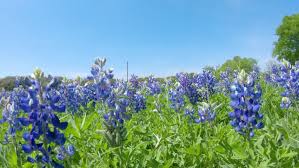 Texas flowers stock photos and images (2,397). Close Up Bluebonnets In Hill Stock Footage Video 100 Royalty Free 1023754000 Shutterstock