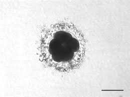 Maybe you would like to learn more about one of these? Zygote Cornell University College Of Veterinary Medicine