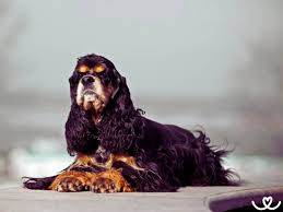 Image result for anglický kokršpaněl