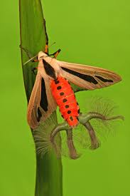 They can measure up to 4 inches long and are considered large. What On Earth Freaky Moth With Hairy Butt Appendages Stuns Facebook Live Science