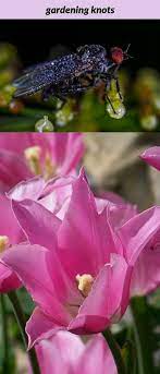 Pin On Gardening Ideas And Tips
