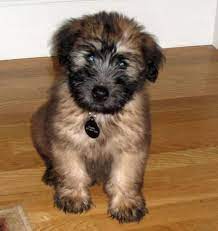 Gilbert The Soft Coated Wheaten Terrier Wheaten Terrier Puppy Wheaten Terrier Soft Coated Wheaten Terrier