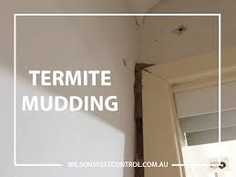 Best pest control in bradenton, sarasota near me.for more information, visit. Termites Pest Control Sydney Castle Hill Blacktown