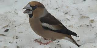 Finkenvogel m (genitive finkenvogels, plural finkenvögel). Kernbeisser Konig Der Finken Vogel Der Woche