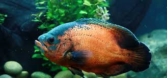 This species of plant needs very little light to survive which makes it a smart choice for any owner who doesn't want to add lighting to their tank setup. Feeding Oscar Fish Tropical Fish Hobbyist Magazine