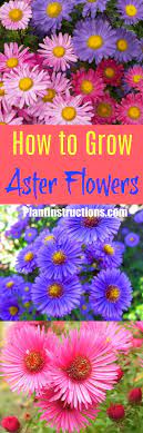 How To Grow Aster Flowers Aster Flower Growing Flowers Flowers Perennials