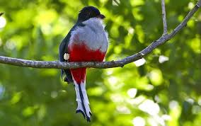 Birds That Start With U In Spanish The Spanish Teachers Spanish Teaching Culture Activities Animals Bird Mammals
