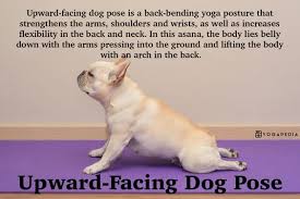 What Is Upward Facing Dog Pose Definition From Yogapedia Upward Facing Dog Upward Facing Dog Pose Dog Poses