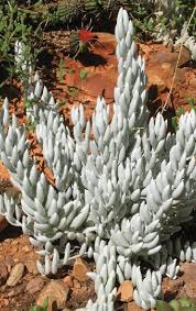 Image result for Caputia