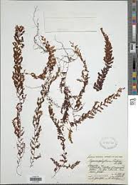 Image result for Hymenophyllum triangulare