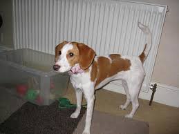 I say she is all beagle. All Beagle Our Beagle World Forums