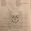 Coloring book stunning candy skull sheet preschool printable frozen fors. 1
