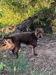 Advertise services like guided hunts, hunting preserve, game birds and dogs. Puppies For Sale Near Me Northwest Territories Canada Cute Doggies And Puppies Free Images