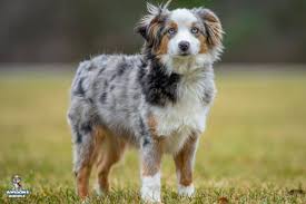 Dogsitterclub coming soon australian mountain doodles! Shannon S Intelligent Aussie Doodle Puppies Near Michigan