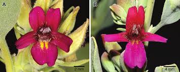 Image result for Petalidium bracteatum