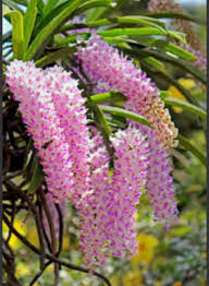 Image result for Rhynchosia usambarensis