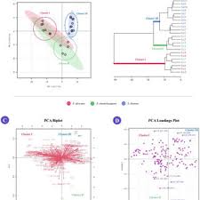 Image result for Aframmi longiradiatum
