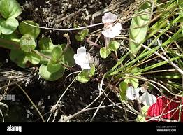 Image result for Diclis reptans