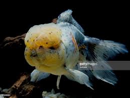 Shubunkin Goldfish Carassius Auratus Auratus In Aquarium Shubunkin Shubunkin Goldfish Goldfish Aquarium