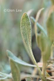 Image result for Eriosema pauciflorum