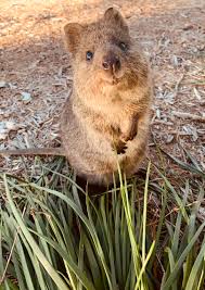 The 'Happiest Animal in the World' May Not Be So Happy After All – Journal  of Zoology Blog