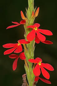 Image result for Striga chrysantha