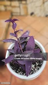 Image result for Tradescantia pallida