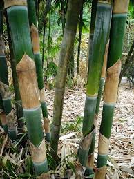 Maybe you would like to learn more about one of these? 25 Jenis Bambu Di Indonesia Beserta Gambar Ciri Cirinya