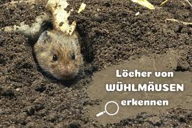 Was tut man gegen wühlmäuse ohne sie gleich umzubringen? Wie Sehen Locher Von Wuhlmausen Aus Gartenlexikon De