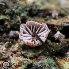 Image result for Marasmius opacus