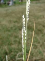 Image result for Eriochloa meyeriana