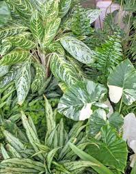 Renowned for their hardy disposition and ability to. A Is For Aroids Horticulture And Home Pest News