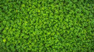 Find over 100+ of the best free green leaves background images. Leaves Wallpapers And Hd Backgrounds Free Download On Picgaga