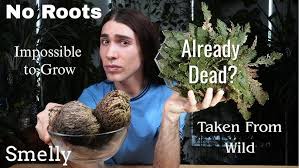 Image result for Eragrostis nindensis