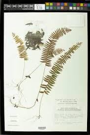 Image result for Megalastrum lanuginosum