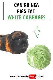Pin On Guinea Pig Food And Diet