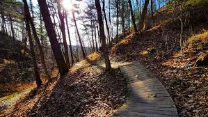 Hiking the SHT from 24th Ave West to Enger I saw this tree down