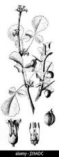 Image result for Commiphora mombassensis