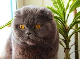10 Flat Faced Cat Breeds You Ll Love 2022 I The Discerning Cat
