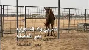 Check spelling or type a new query. Ø±Ø§Ø¹ÙŠ Ø§Ù„Ø®ÙŠØ§Ù„ÙŠÙ‡ En Twitter