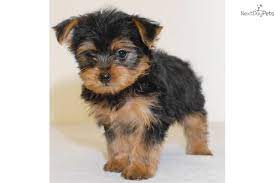 We did not find results for: Teacup Jennifer Our Female Yorkie Poo Yorkie Poo Yorkie Poo Puppies Teacup Yorkie Puppy