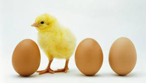 Can A Hen Lay An Egg Without A Male Rooster Chicken Owner Eggs Animals