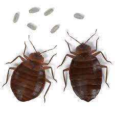 Responsibility for pests and pest. Delafield Bed Bug Exterminator Pest Control A Landlords Pest Management Milwaukee Wisconsin
