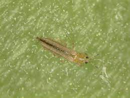 But mind that you cannot take one along on a trip. Thrips Identify And Get Rid Of Thrips Control Garden Pests The Old Farmer S Almanac