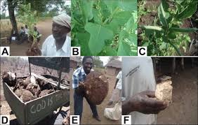 Image result for Neorautanenia