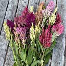 Image result for Celosia nervosa