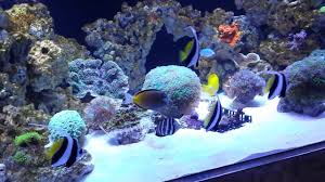 This is simply a stunning fish! Sail Fin Tang Schooling With Banner Fish Youtube